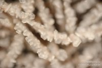 0014-rn-misc_dsc2968-110101