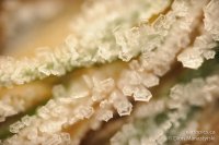 0016-rn-misc_dsc3009-110101