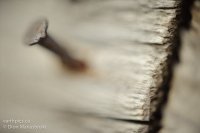 0021-rn-misc_dsc0991-101011