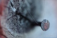 0024-rn-misc_dsc1335-101012